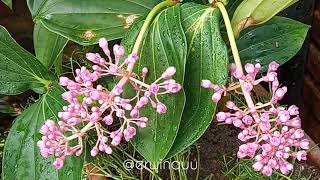 Medinilla Myriantha [upl. by Obeng247]