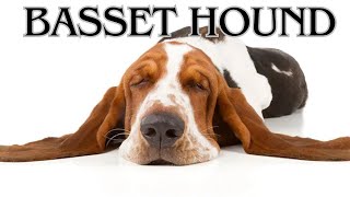 Basset Hound The laziest dog breed [upl. by Lunsford]