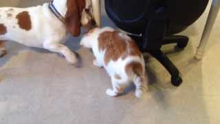 Basset Hound and cat playing [upl. by Ataynek271]