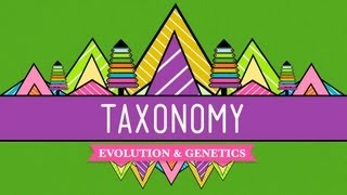 Taxonomy Lifes Filing System  Crash Course Biology 19 [upl. by Daffy]