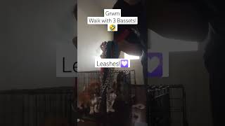 Grwm walk with 3 basset hounds dog doglovers wedontdeservedogs puppy [upl. by Sabba602]