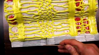 MUSCULAR SYSTEM ANATOMYMuscle fiber with sarcomere model description [upl. by Jutta]