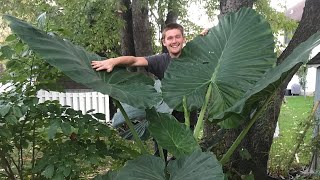 The Secret to Growing Alocasia  The Barefooted Gardener [upl. by Annalla]