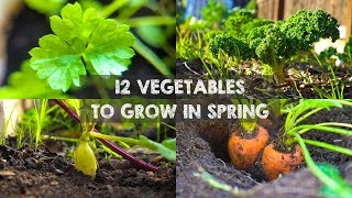 12 Vegetables You Should Grow in Spring [upl. by Atworth879]