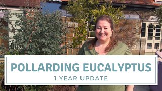 Pollarding Eucalyptus  One Year Update [upl. by Doley716]