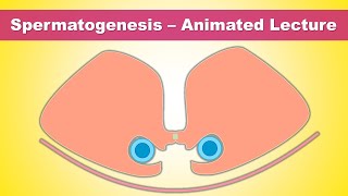 Spermatogenesis Gametogenesis  Concept of Stem cells amp Blood Testis barrier [upl. by Narmis279]