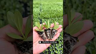 How To Grow Eustoma Flowers satisfying shot [upl. by Auguste437]