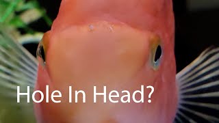 Treating my Fish Meg for Hole In Head Disease [upl. by Jessi]