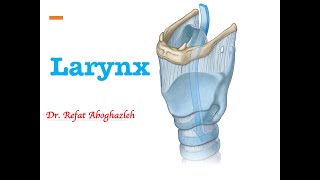 Anatomy of Larynx [upl. by Wilbert245]