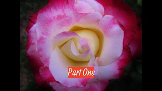 How to Prune a Hybrid Tea Rose  Part One of Three by The Gardening Tutor  Mary Frost [upl. by Griz]