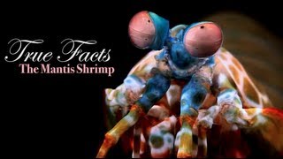 True Facts About The Octopus [upl. by Etteuqram588]