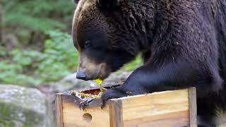 bear eats honey [upl. by Cirek]