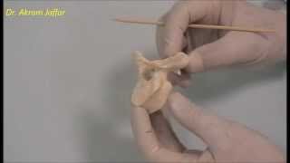 Osteology of the thoracic cage Thoracic vertebrae [upl. by Yhtir923]