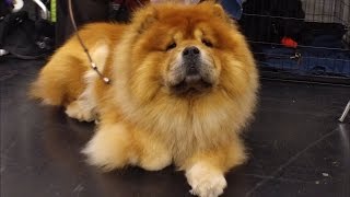 CACIB Nürnberg 2016 Internationale Rassehunde Ausstellung gefilmt mit der DJI OSMO in 4K [upl. by Acker447]