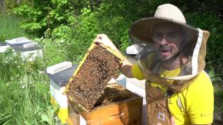 Beginner Beekeepers 3 Essential Skills [upl. by Morse]