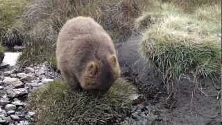 The dancing Wombat [upl. by Norvol25]