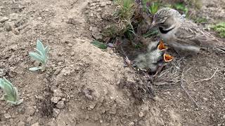 Baby birds Eating  mother and father feeding their Babies in Nest [upl. by Assirek831]