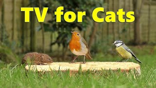 Cat TV  Videos for Cats to Watch Birds and Mice ⭐ 8 HOURS ⭐ [upl. by Quarta738]