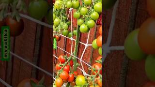 Earn Huge Profits with These 5 Cherry Tomato Varieties organicfarming homegarden plantcare viral [upl. by Newol238]