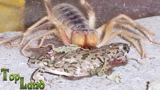 TOP 10 PELEAS DE INSECTOS ARAÑAS Y ANIMALES [upl. by Assenar]