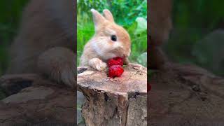 The little rabbit eats strawberries like it is wearing lipstick Cute pet debut plan Rabbit P [upl. by Earvin]