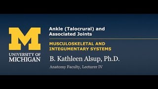 Joints Ankle Talocrural amp Associated Joints [upl. by Grati930]