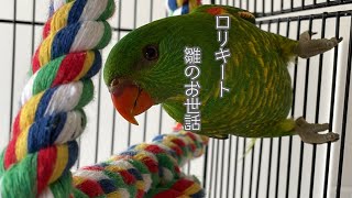 ロリキートscalybreasted lorikeetPBFD 野鳥のお世話 [upl. by Guendolen]