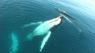 Songs of the East Australian Humpback Whales [upl. by Landes]