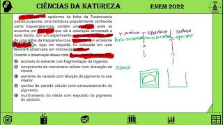 ENEM 2022  As células da epiderme da folha da Tradescantia pallida purpurea uma herbácea popula [upl. by Cyndy700]