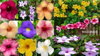 Allamanda Plants Colours Collection  Allamanda Plant Online Sale In India  Cheapest Plant Nursery [upl. by Enelra]