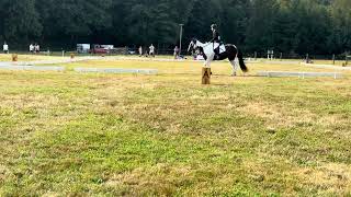 Beginner Novice test A Dressage at the 2024 French Creek Derby Moondance 5yr old Mustang [upl. by Adnilrem]