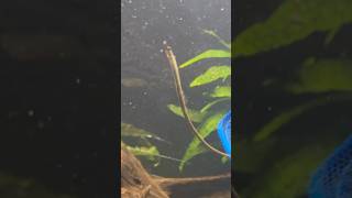 Pipefish exploring the aquarium [upl. by Kolnick572]