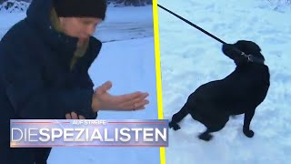 Bissiger Hund Hat er Tollwut  Die Spezialisten  SAT1 [upl. by Bonilla898]