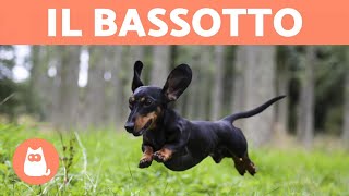 Il BASSOTTO o Dachshund Caratteristiche della razza [upl. by Mahalia96]