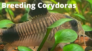 Breeding Corydoras in a Community Tank [upl. by Thirzia]