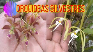 DESCUBRIENDO ORQUÍDEAS SILVESTRE IDENTIFICANDO ORQUÍDEAS EN SU HABITAD NATURAL [upl. by Genesa]