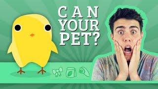 Can Your Pet  Zoella  AlfieGames [upl. by Baptista]