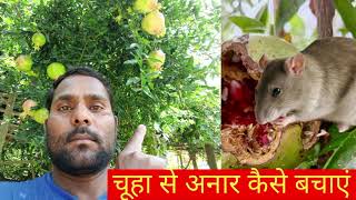 🐿️चूहा से अनार कैसे बचाएं🐿️ Chuha se Anar Kaise Bachiy Mukesh kumar kheti Badi channel [upl. by Caton411]