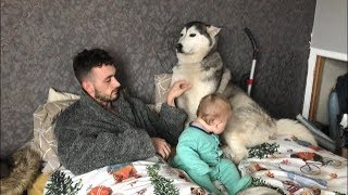 Morning time with baby and huskies Including hilarious millie cam [upl. by Ahsatam]