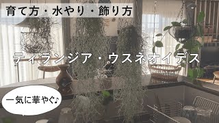 【おすすめのエアプランツ】ティランジア・ウスネオイデススパニッシュモスの育て方水やり飾り方ワイヤーで金具作りインテリア観葉植物 [upl. by Sellma]