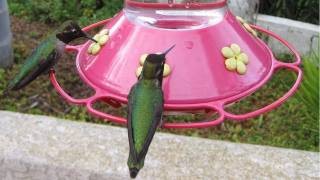 Hundreds of Hummingbirds at Bird Feeder in HD [upl. by Pendergast179]