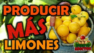 Trucos para Producir más Limones 🍋 Cuidar Limoneros y Fertilizante de Potasio  Huerto Adictos [upl. by Drisko]