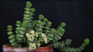 Crassula rupestris  FelsenDickblatt Jade Neckless [upl. by Claudell]