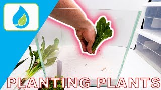 HOW TO PLANT AQUARIUM PLANTS PROPERLY [upl. by Yeliak]