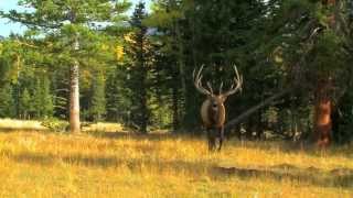 Bowhunting Elk at the Hill Ranch in Colorado [upl. by Darnok57]