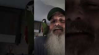 Hahns Macaw Sings Do Ya Do Ya hahnsmacaw parrots [upl. by Sherwood]