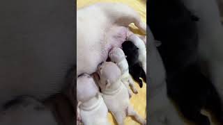 Cute Puppies Drinking Breast Milk cutepuppy puppy doglovers [upl. by Nahsin]