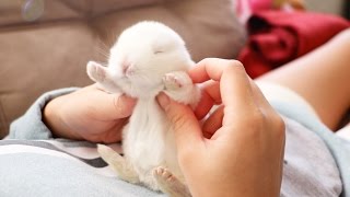 The Cutest Baby Bunny Rabbit Compilation EVER [upl. by Hamer]