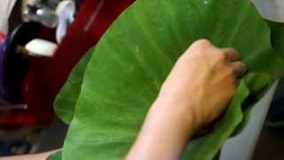 Hawaiian Pork Lau Lau Recipe [upl. by Fosdick257]