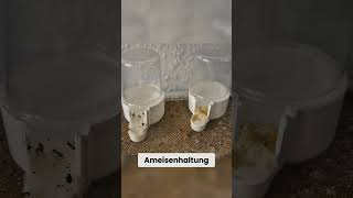 Wasser in der Ameisenhaltung  Warum Wasser für Ameisen unerlässlich ist [upl. by Kudva]